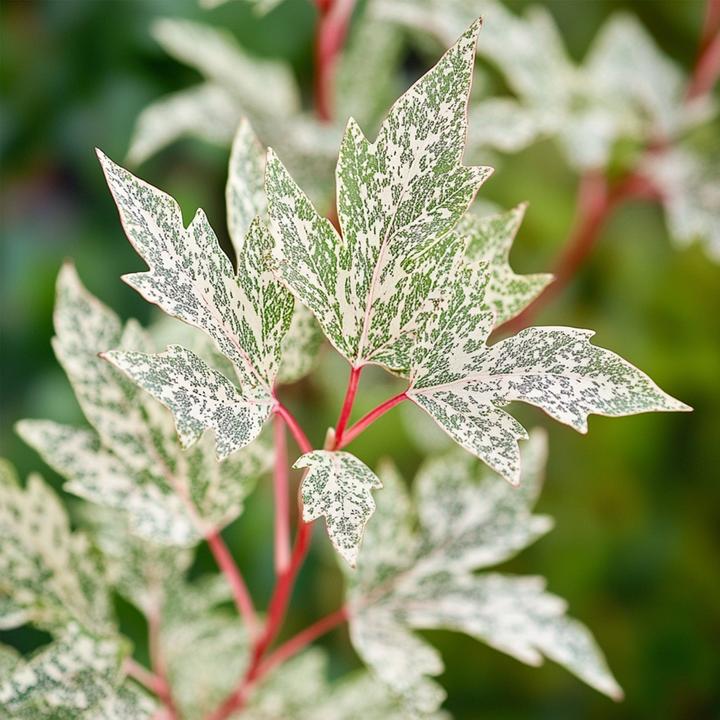 Image du produit Plant in a Box Acer palmatum 'Ukigumo' - Japanischer Ahorn (50 cm)