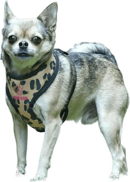 Produktbild Digby & Fox Hundegeschirr mit Leopardenmuster (S, Hund, Allgemein)
