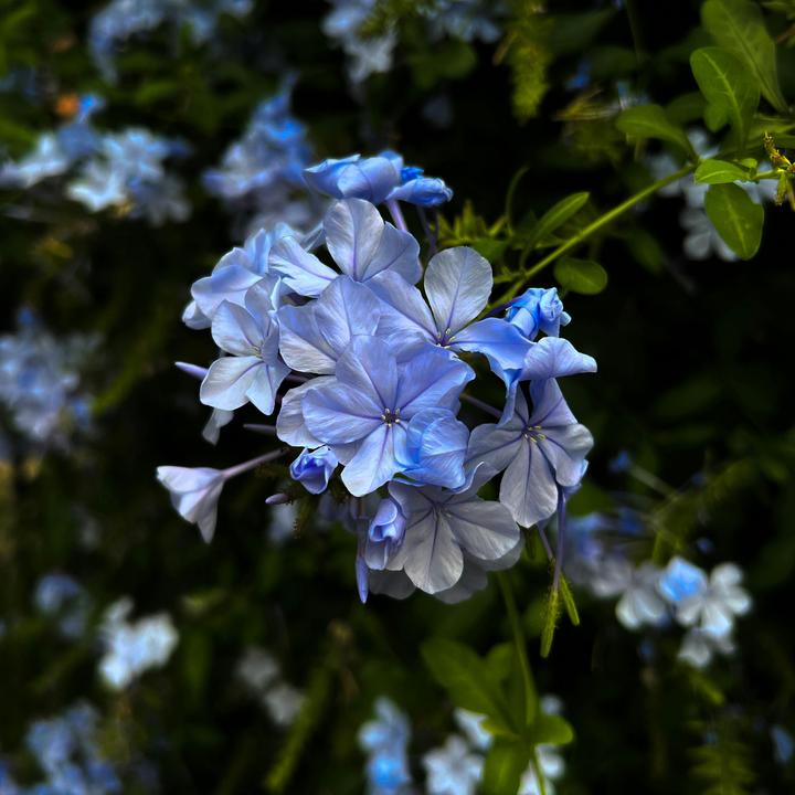 Actual product image Plant in a Box Plumbago auriculata - Set of 6 Male Loyalty (25 cm)