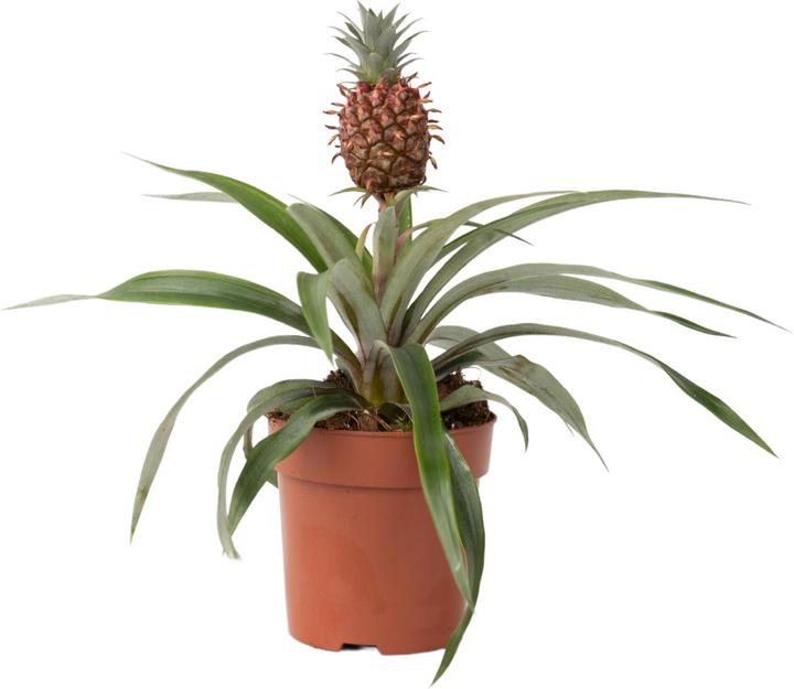 Plant in a Box Ananas comosus 'Mi Amigo' (45 cm)
