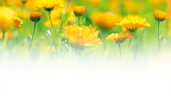 Produktbild Weleda Calendula (100 ml)