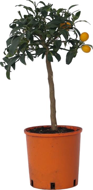 Produktbild Plant in a Box Citrus microcarpa fortunella Kumquat - (50 cm)