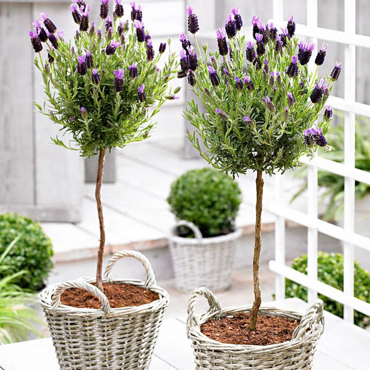 Produktbild Plant in a Box Lavandula stoechas 'Anouk' - 2er-Set Lavendelbaum (45 cm)