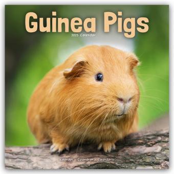 Actual product image Guinea Pigs - Guinea Pig 2024 - 16 Month Calendar (305 x 305 mm, German)