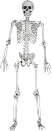 Actual product image Mikamax Life-size skeleton