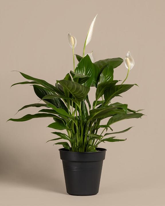 75 cm