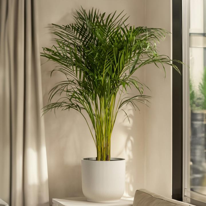 Immagine prodotto Plant in a Box Chamaedorea elegans - Palma di montagna (50 cm)