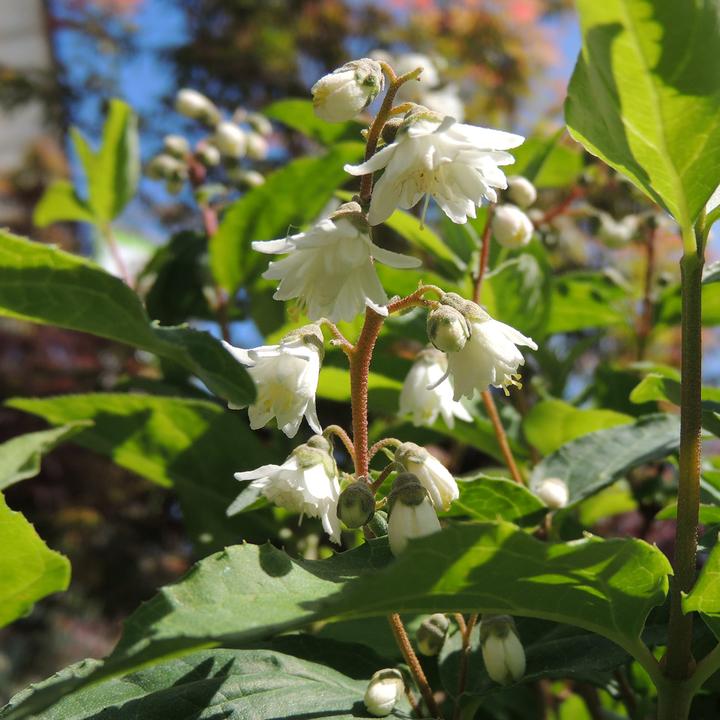Immagine prodotto Zulauf Deutzie / Deutzia c. 'Pride of Rochester' (100 cm)