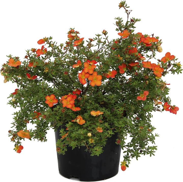 Zulauf Fingerstrauch / Potentilla fruticosa 'Red Robin' (30 cm)