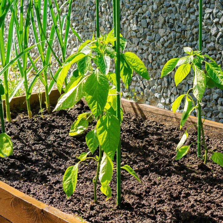 Image du produit Wiltec Toboli 10x tuteur vert 120cm Ø11mm tuteur métal plastique tuteur tomate (120 cm, 1.10 cm)