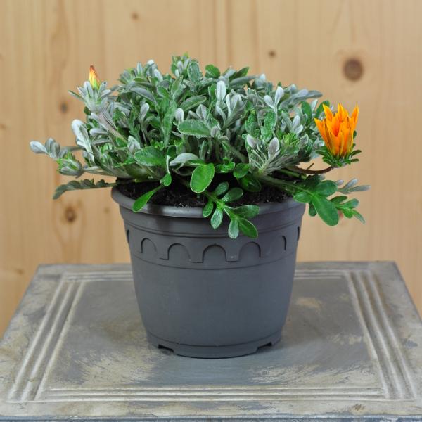 Produktbild Säntispracht 3 er Set, Mittags Gold - Gazania Cultivars Sun Stopper Orange (25 cm)