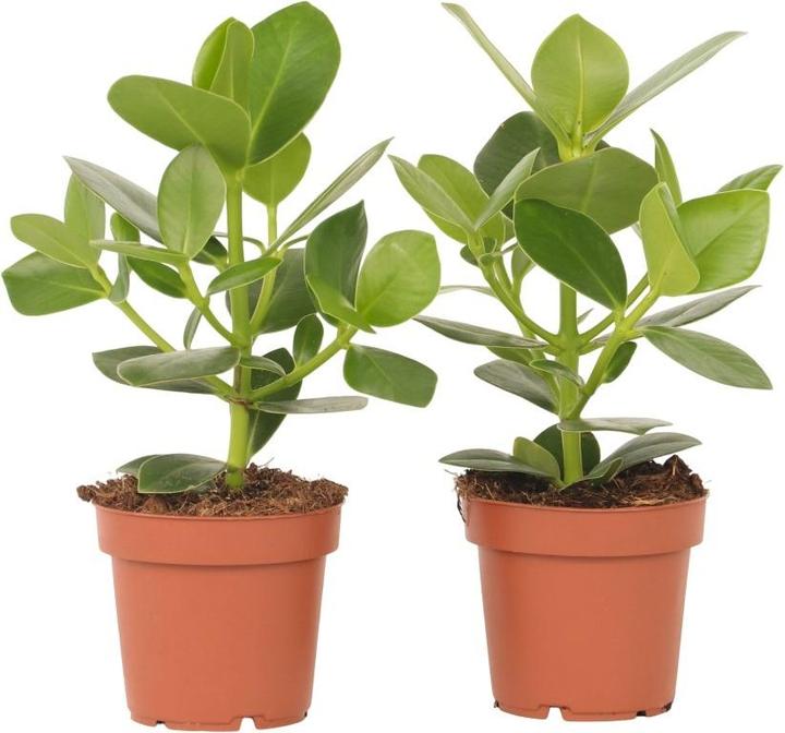 Produktbild Plant in a Box Clusia rosea Princess - 2er Set (25 cm)
