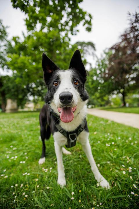 Image du produit Solognac Harnais pour chien 500 Outdoor (S, Chien)