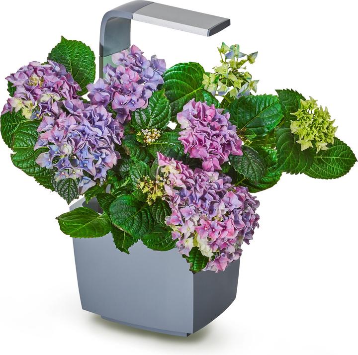 Immagine prodotto Tregren Vaso per erbe T3 (19.50 cm)