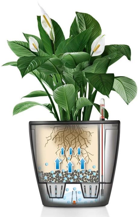 Actual product image Lechuza Classico (28.50 cm)