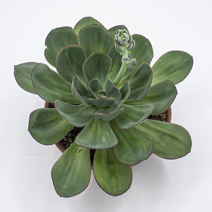 Actual product image Kakteen Gautschi Echeveria gigante verde (25 cm)