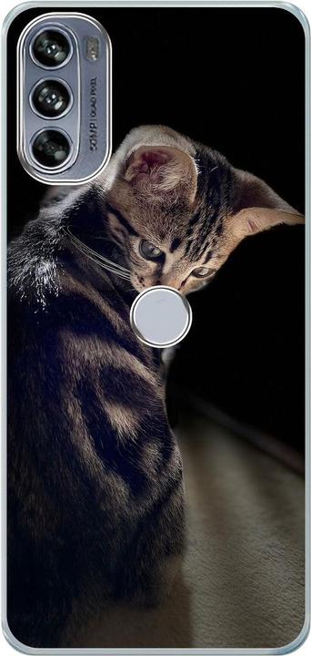 Young cat