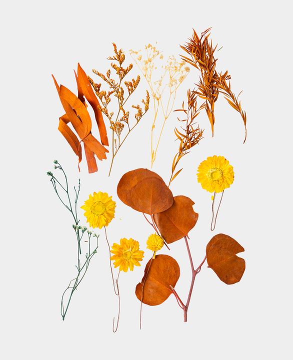 Actual product image I Am Creative Dried flower set (Dried flowers)