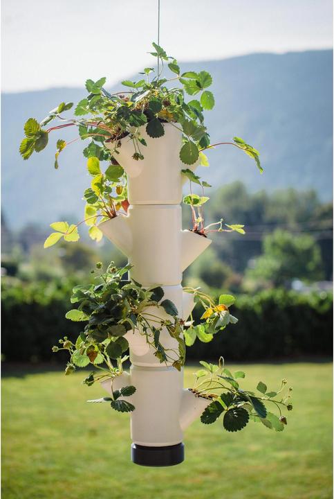 Image du produit Gusta Garden Sissi Fraise (48 cm)