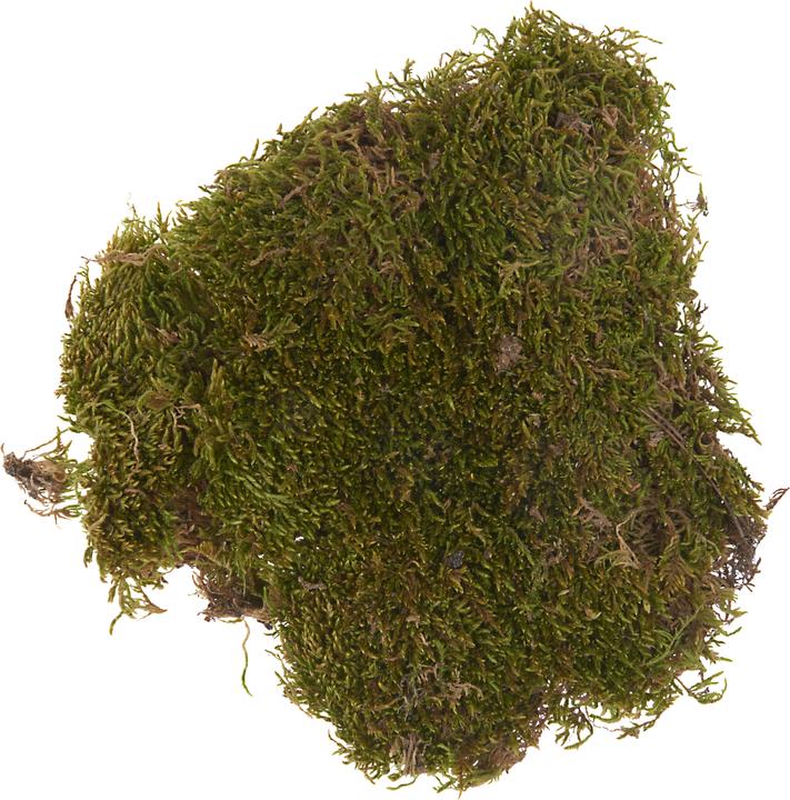 Produktbild VBS Plattenmoos, 50 g