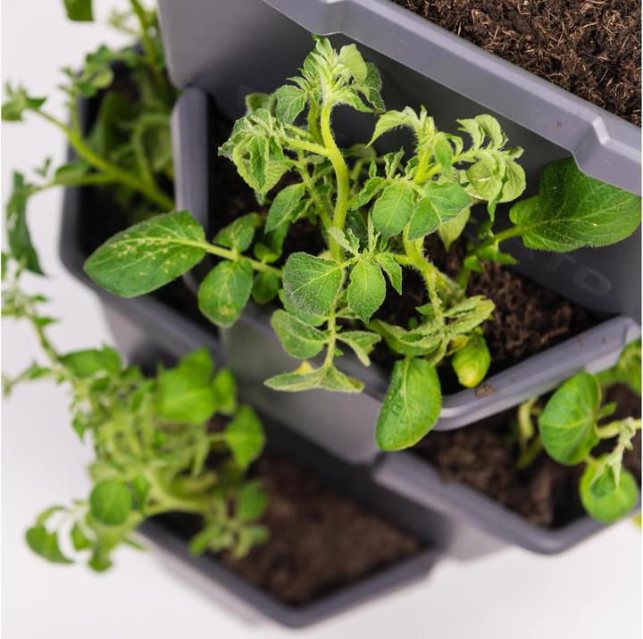 Actual product image Gusta Garden Paul Potato (38.80 cm)