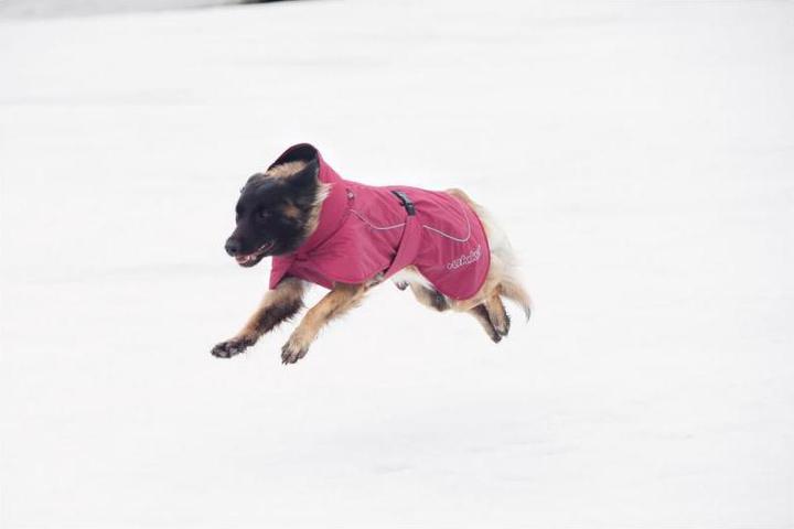 Actual product image Rukka Stormy (45, Dog coat)