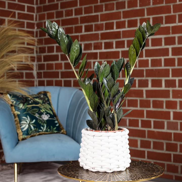 Produktbild Flowerbox Glücksfeder "Raven"- schwarze Zamioculcas zamiifolia (35 cm)
