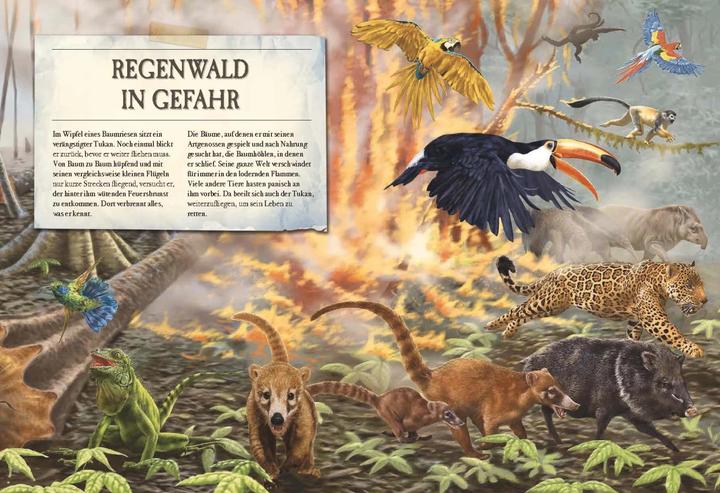 Immagine prodotto Verborgene Welt des Regenwaldes (Tedesco, Kristina Scharmacher scrittrice, Ferruccio Cucchiarini, 2020)