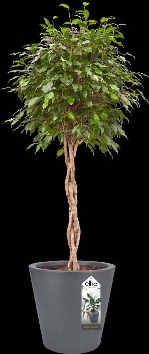 Image du produit Elho Jardinière Pure straight round plastique 65 H 68,5 cm anthracite (64 cm)