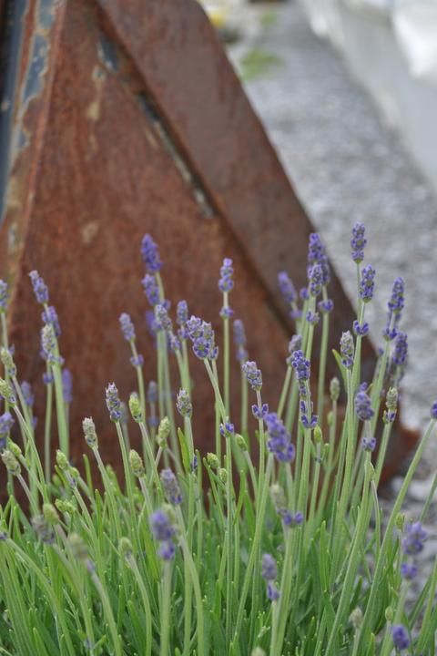 Image du produit Säntispracht Le parfum méditerranéen de la lavande - Lavendula (40 cm)