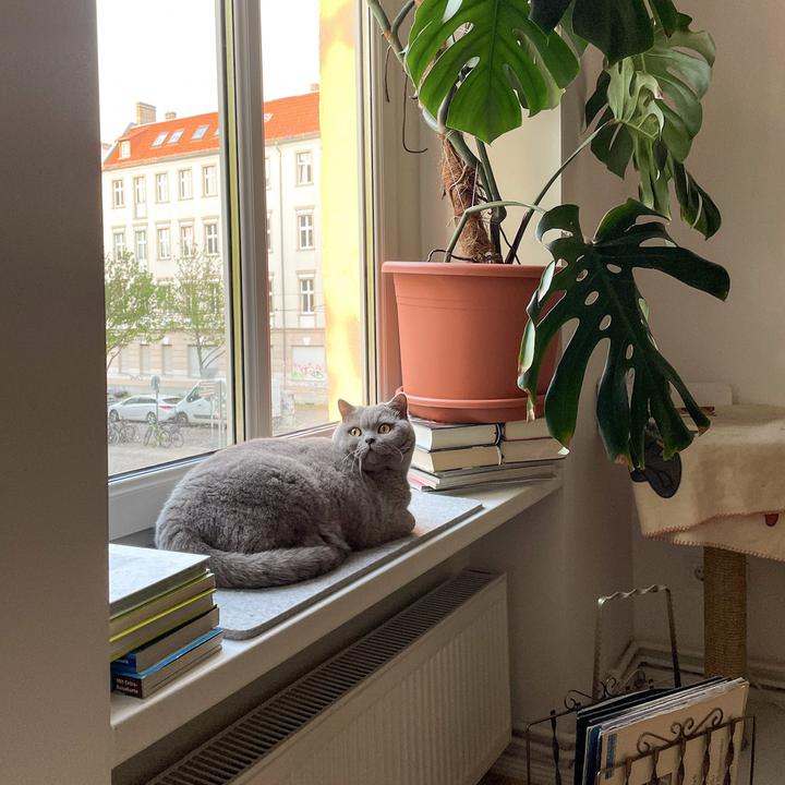 Actual product image LucyBalu FELTY Fensterbrettauflage (Cat)
