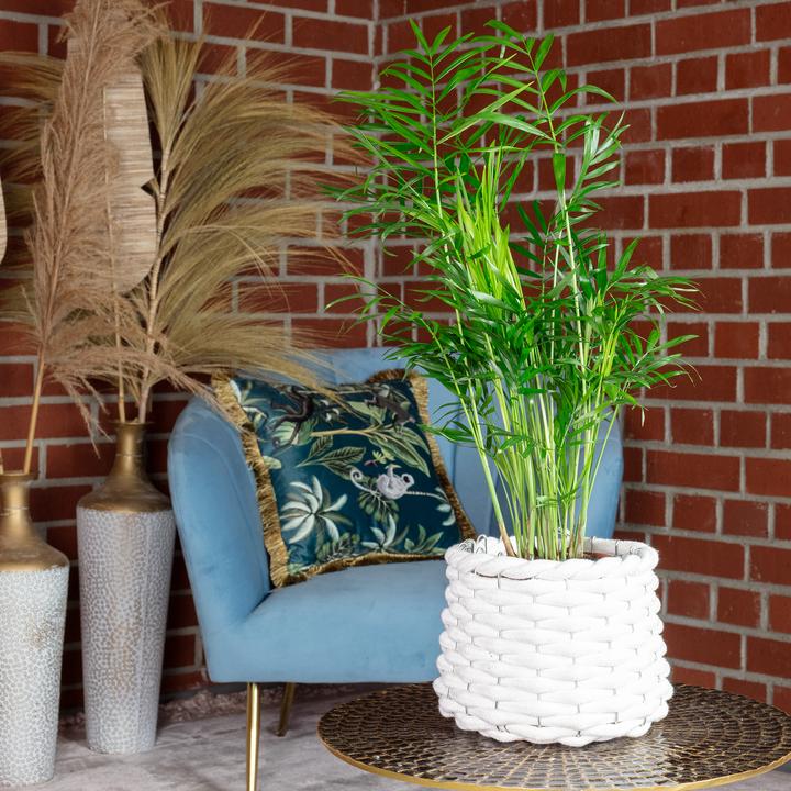 Image du produit Flowerbox Palmier de montagne - Chamaedorea elegans (35 cm)