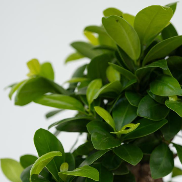 Produktbild Plant in a Box Ficus microcarpa Ginseng - 4er Set Bonsai (30 cm)