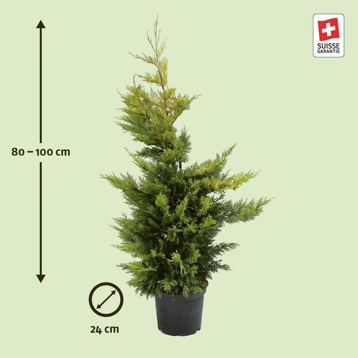 Image du produit Zulauf Cyprès de Leyland (100 cm)
