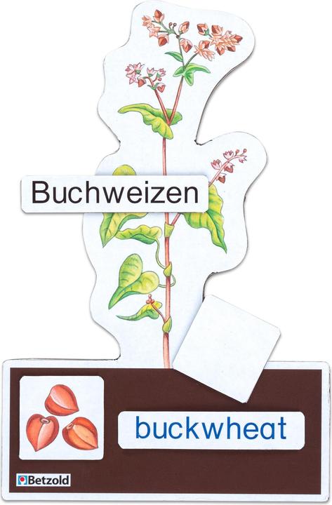 Produktbild Betzold Sparset Getreide bestimmen (Deutsch, Französisch, Englisch)