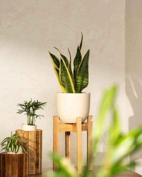 Image du produit feey Langue de la belle-mère (35 cm, Fraîchement rempotés)