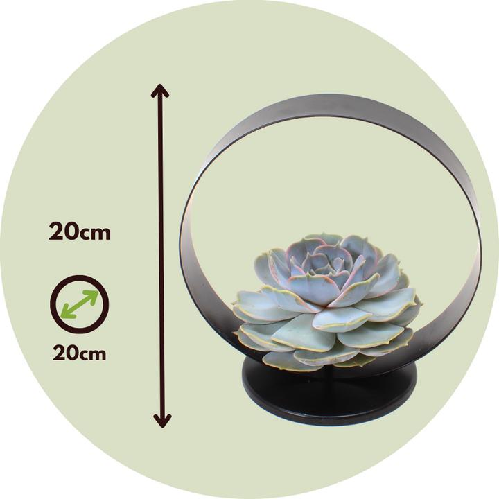 Produktbild Plant in a Box Echeveria Lilacina - Metal Ring (20 cm)
