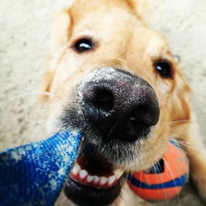 Actual product image Chuckit! Ball on a rope szarpak 5 cm for a dog (Dog chew toy)