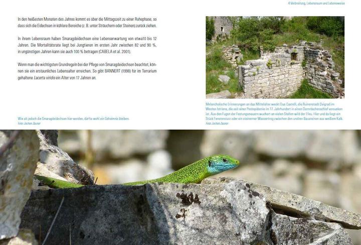 Actual product image Smaragdeidechsen Lacerta bilineata und Lacerta viridis (German, Martin Dieckmann, 2017)