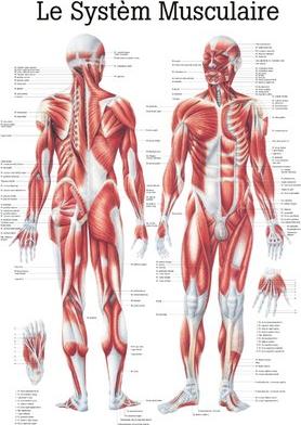 Immagine prodotto Ruediger Lavagna didattica RÜDIGER laminata Muscle System 70 x 100 fr (70 x 100 cm)