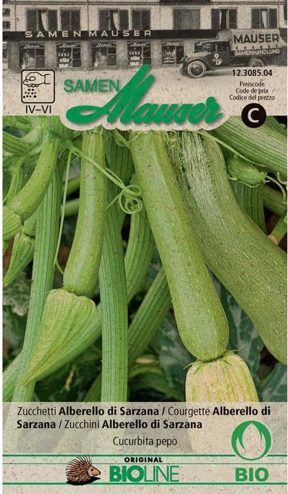 Actual product image Samen Mauser Zucchetti Alberello di Sarzana (Vegetable seeds)