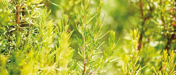Actual product image Weleda Rosemary (200 ml, Bath oil)