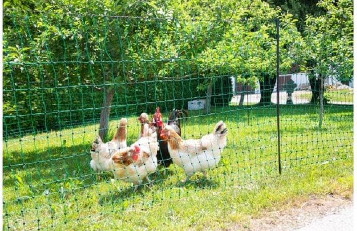 Image du produit Kerbl Geflügelnetz