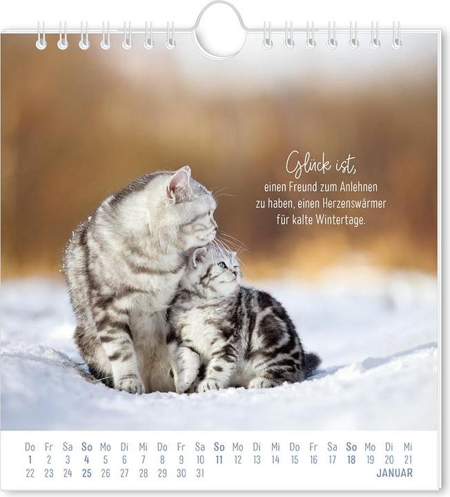 Produktbild Postkartenkalender 2026 Auf leisen Pfot (16 x 17 cm, Deutsch)