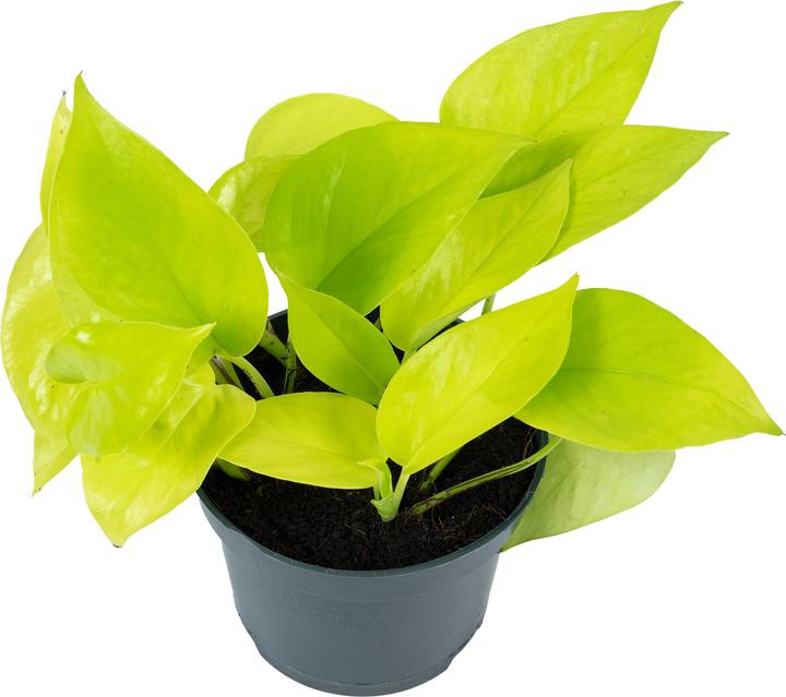 Immagine prodotto Flowerbox Edera - Epipremnum pinnatum 'Golden Pothos' (15 cm)