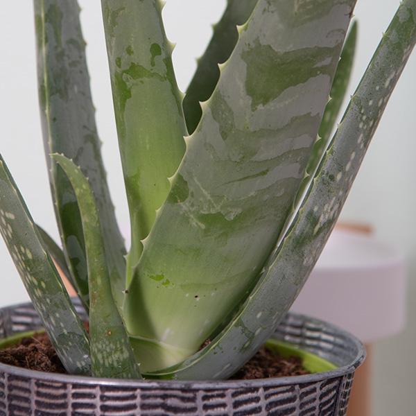 Actual product image VEG and the City Maui (Aloe) (35 cm)