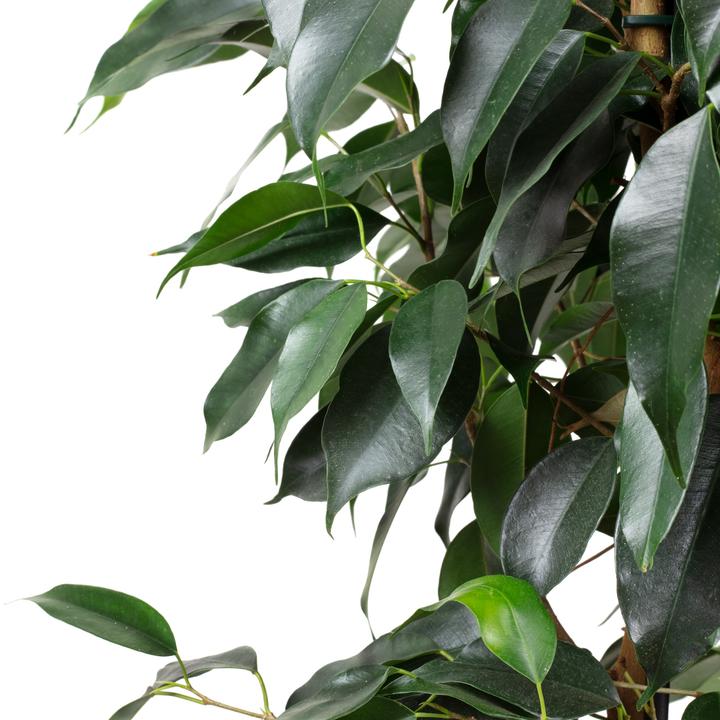 Image du produit Flowerbox Figuier de Barbarie - Ficus benjamini (110 cm)