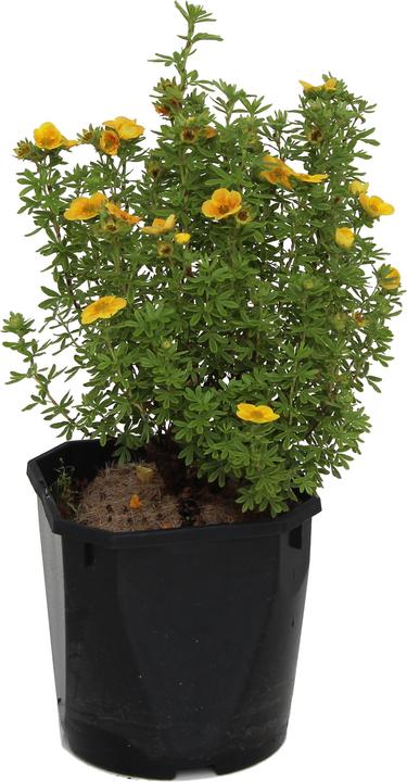 Immagine prodotto Zulauf Fingerstrauch / Potentilla fruticosa 'Mango Tango'® (30 cm)