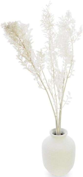 Image du produit Soli Collection Fleurs séchées Ruscus 70-75 cm, blanc (Fleurs séchées)