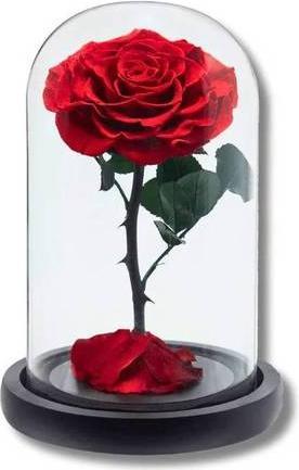 Produktbild La Belle Rose Infinity Dome echte Rose im Glas (1 -teilig)